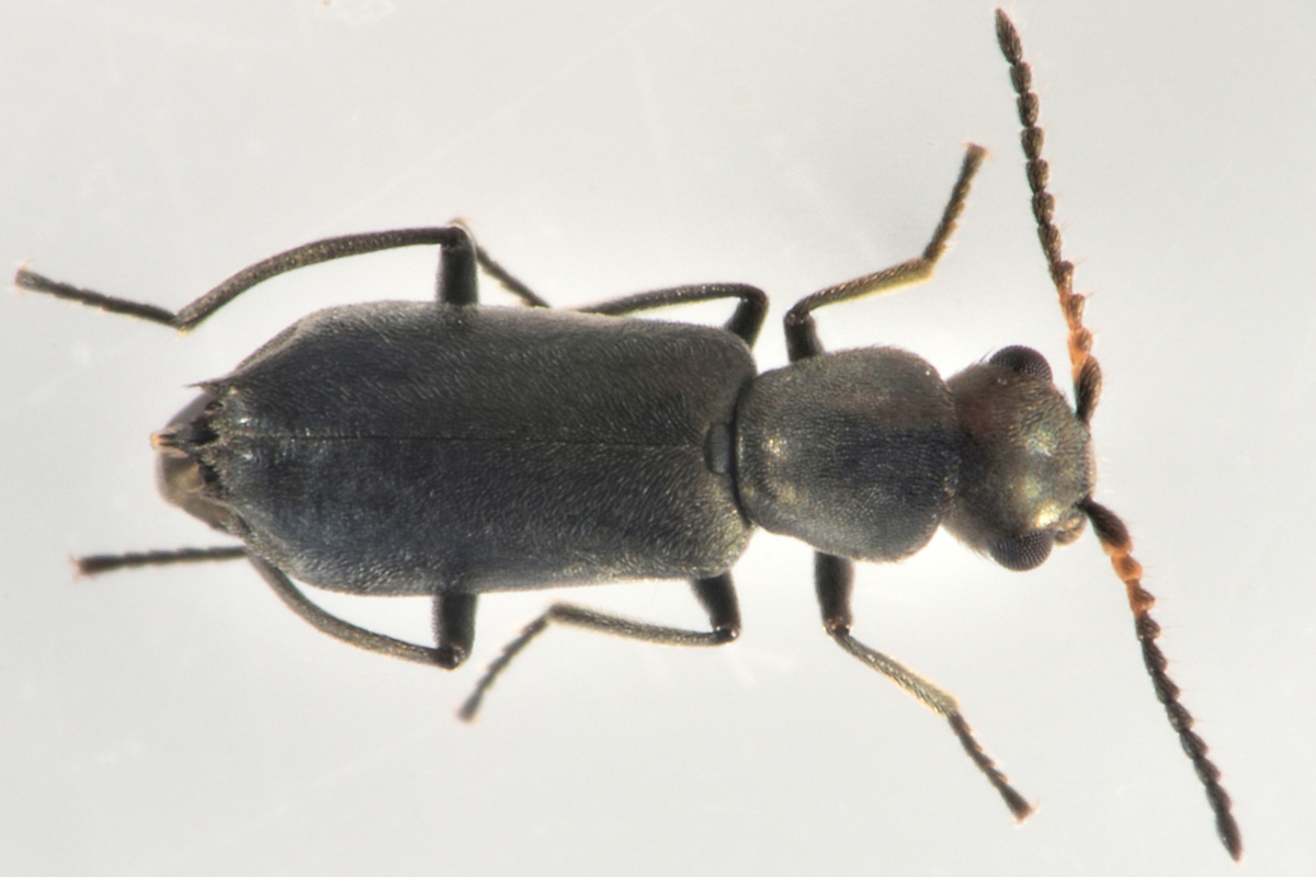 Malachiidae: Charopus sp? Sì, C. concolor
